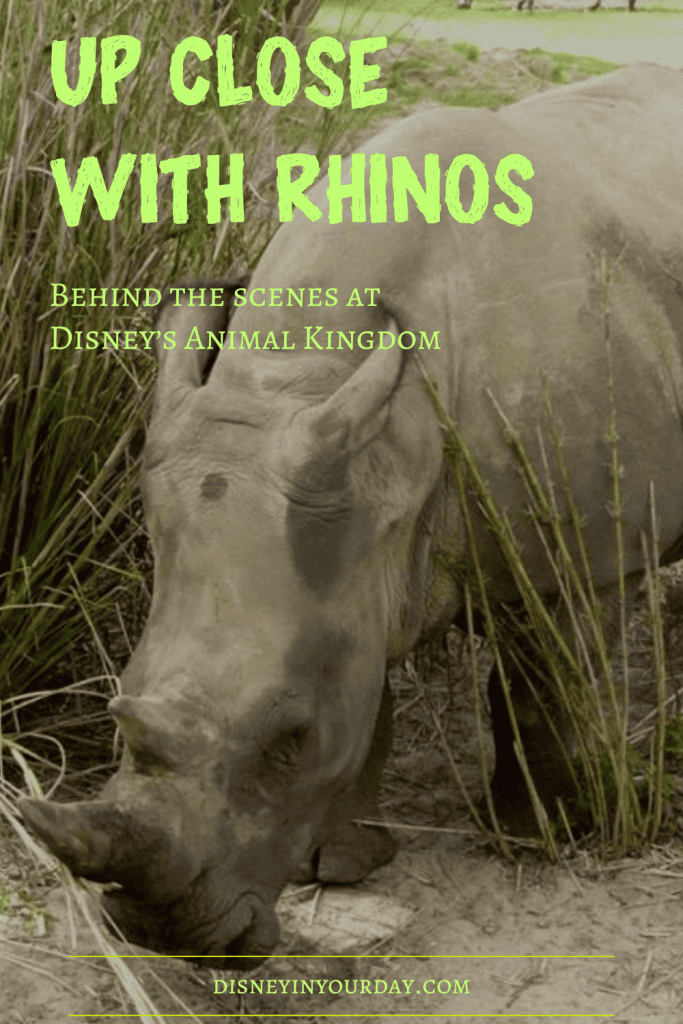 Up Close with Rhinos tour - Disney in your Day